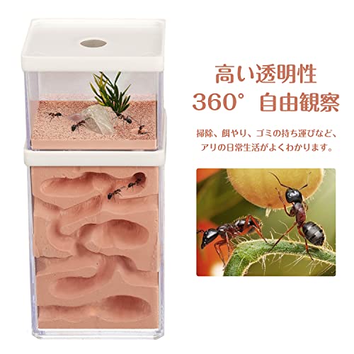 2層式石膏アリ巣箱 透明 天然保水機能 昆虫観察キット