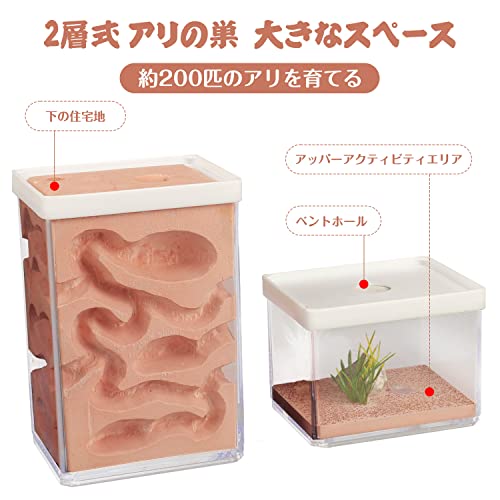 2層式石膏アリ巣箱 透明 天然保水機能 昆虫観察キット